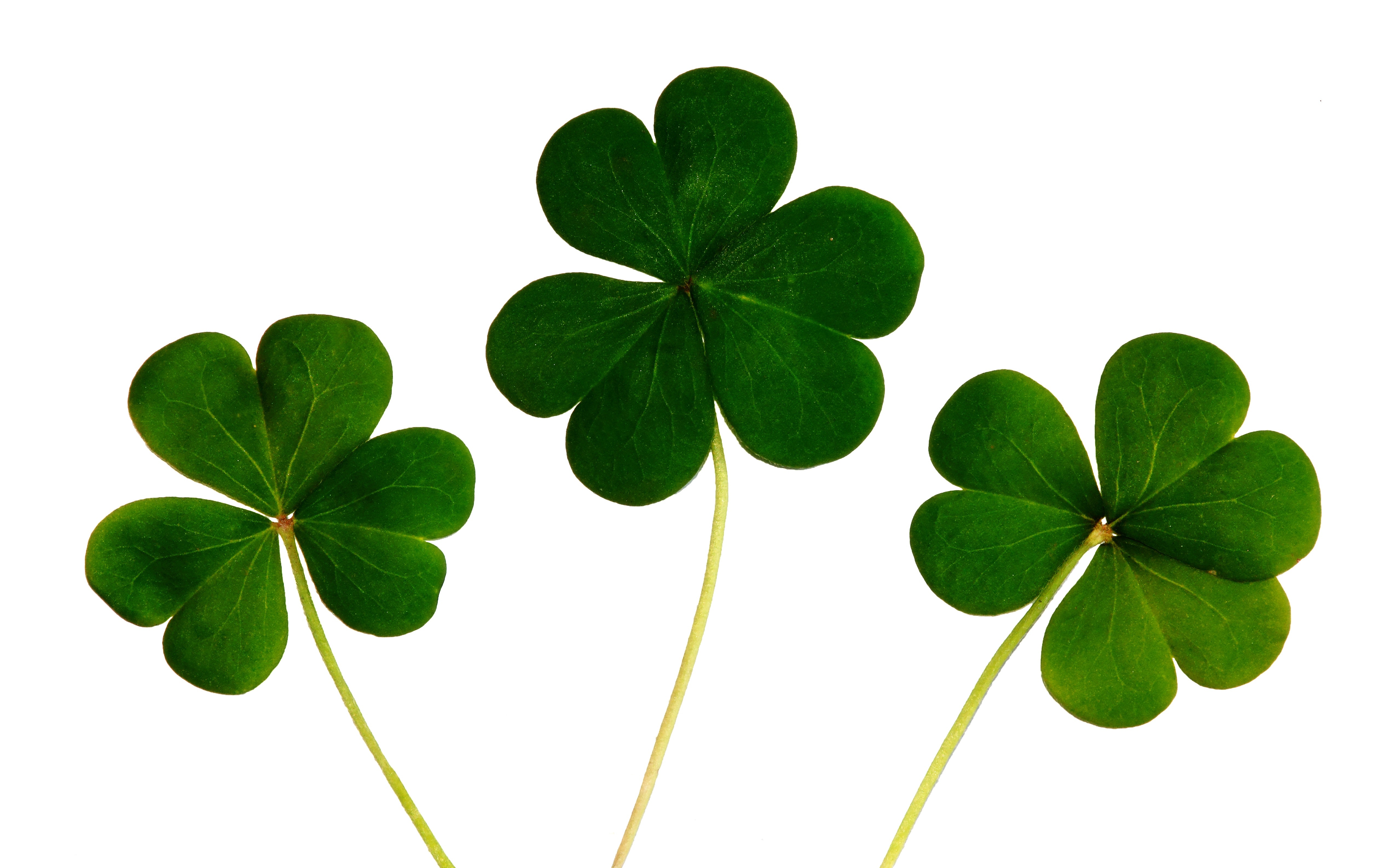 Free St Patrick's Day Downloads